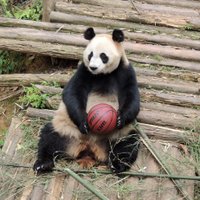 Mike Passador (@mike_pandador) 's Twitter Profile