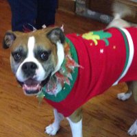 Dave (@the_real_dhotch) 's Twitter Profile
