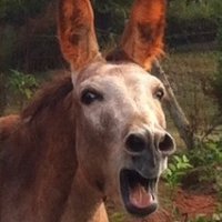 DeathRocksFromSpace (@gamgeegirl) 's Twitter Profile