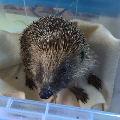 I am Jacqui Morrell I run H. A. P. P. Y. Hedgehog rescue in Ramsgill North Yorkshire, I am retired and looking forward to spending time with my cats and hogs