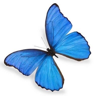 🦋さんのプロフィール画像