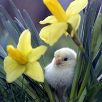 SpringWatch UK (@springwatchuk) 's Twitter Profile