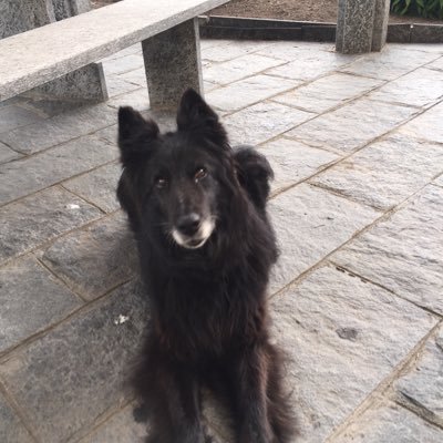 limacchio57's profile picture. 