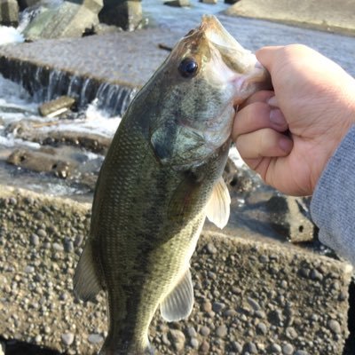 junraid02031's profile picture. バス釣りが大好きです。バスアングラーさんともっとつながりたいです！ フォローよろしくお願いします。 福岡アングラー 無言フォローすいません。