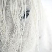 Rider (@thepaleorider) 's Twitter Profile