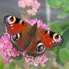 Keele University Arboretum UK.  A fantastic environment for flora and fauna