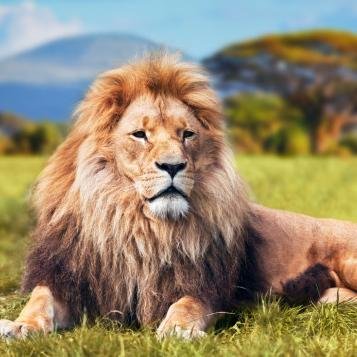 macumbaelfuete's profile picture. 