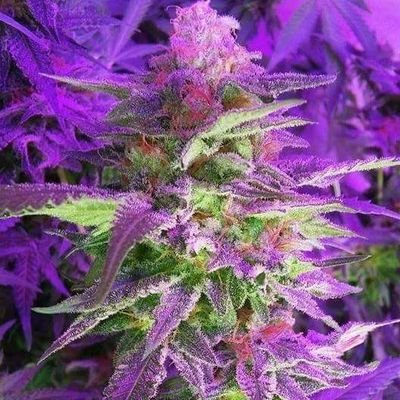 ol1eye88's profile picture. 