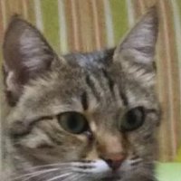 anti (@lutanvuz) 's Twitter Profile Photo