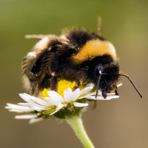 Just your average backyard bumble bee buzzing & tweeting about protecting wild bees. Help protect me and others by taking the pledge to #LetItBee this fall!