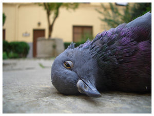 Alexbordes's profile picture. Stilling learning who I am.