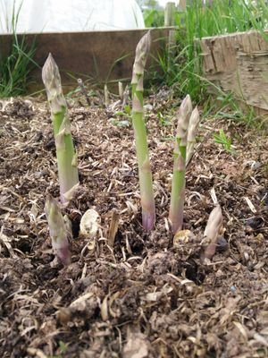 love gardening,wife and mother of 3, work part time and spend the rest at the time at my big allotment.