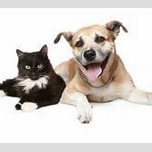 we are a pet service for animals, dogs and cats, small pets. our kennel is day or night stays at our pet resort, we are a kennel/hotel for animals to stay.