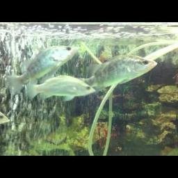 Welcome to The Good News! Here you will find out why Australian farmed barramundi is the responsible choice for you.