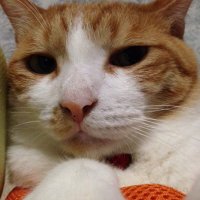 猫田［New］猫とお酒と独り言 (@nekotakayo) Twitter profile photo