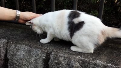 猫好き(´ω｀)知人の家で可愛がっていた猫がいなくなって以来、センターの情報や迷子猫情報をチェックするようになり、少しでも悲しい思いをする飼い主さん、犬猫ちゃんが減ればと思い始めました。
殺処分の子を減らしたい。そして犬猫に新しいお家を見つけてあげたい。微力ですがお手伝いさせて下さい。無言フォロー失礼しますm(__)m