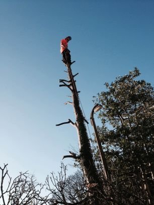 Tree Surgeons working in Cheshire & South Manchester. Over 20 years experience. Call, Text or Tweet for tree or hedge services. Tel: 07456 890 571