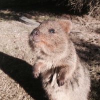 Daniel Hung (@mrhappyhung) 's Twitter Profile