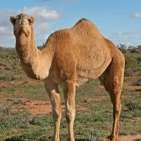 SAVE THE CAMELS