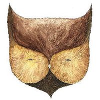 Otis Dehaes (@otisdehaes) 's Twitter Profile
