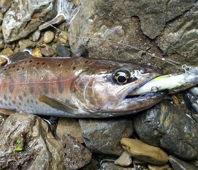 メインはヤマメのルアー釣り。Twitterを通じて、ヤマメをはじめとした渓流魚をご覧にいれます。気軽にフォローよろしくです(^o^ゞ
#トラウトフィッシング#渓流魚#自然観察#土木#熊本