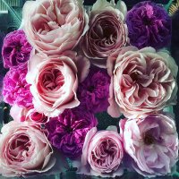 Rosa Cappiello (@pucisissi) 's Twitter Profile Photo Rosa Cappiello (@pucisissi) 's Twitter Profile Photo