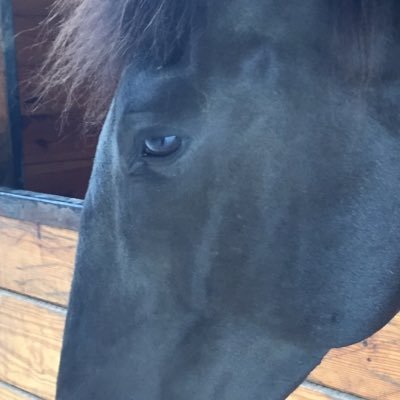 Happy woman who is mama to a great kid, a couple dogs, a couple cats, and a sweet Lusitano gelding. Believe in the journey!!!