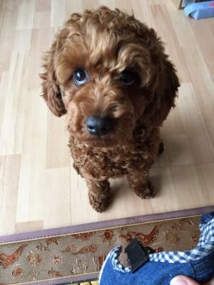 ★ YouTube Star ★ Gamja The Poodle
Gamja is from Seoul, South Korea. Currently we live near Seoul.
We love outdoor activities. Hope to get to know you!!!