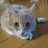 ai NoCatNoLifeのアイコン