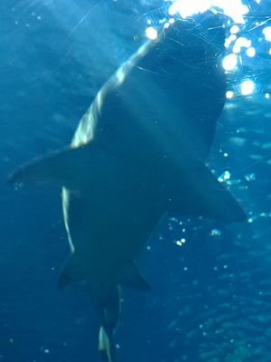 twitterapuestas esta lleno d tiburones q buscan novatos, @CombiMaestro (ahora @andressbets )es solo 1 ejemplo: https://t.co/SEPymIbSqG…