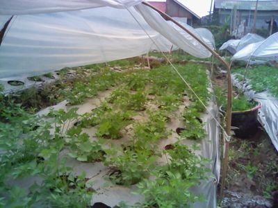 Petani dan supplier sayuran dan bunga potong.