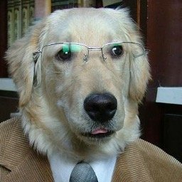 A DOG WHO IS A PROFESSOR  https://t.co/1sY5Rh72qW https://t.co/meqlhiy08U