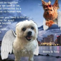 Angels Toby, Bobby, Archie, & Heathcliff (@peemailangels) 's Twitter Profile