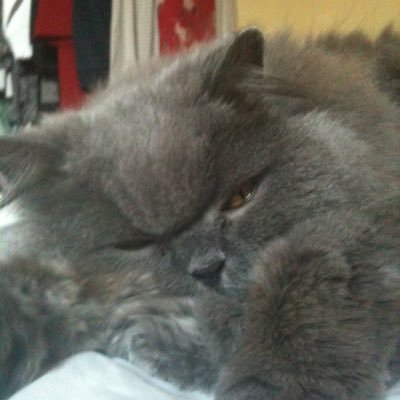 Love sleeping, napping,snoozing and eating. I am a pedigreed British Shorthair my fur is longer as it is a throwback to my Persian relations.