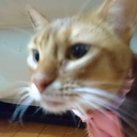ゆ (@yu2yu2yu2) 's Twitter Profile