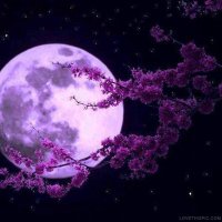 Purple Moon - @TinaPinter2 Twitter Profile Photo