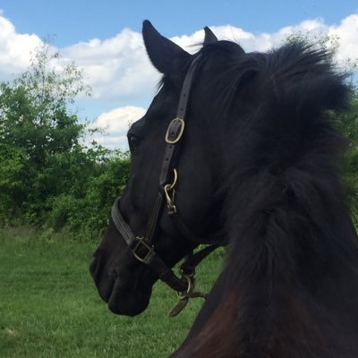 I'm a staff writer for The Chronicle of the Horse magazine, an eventer, a photographer, an Anglophile and a lover of music and makeup.