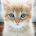 Meow Moe (@meowmoedotcom) Twitter profile photo Meow Moe (@meowmoedotcom) Twitter profile photo