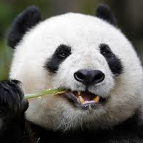 Un panda drogué aimant les biscuits et baisant vos mères les putes