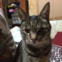 エル リプ垢 (@lmphbz) 's Twitter Profile