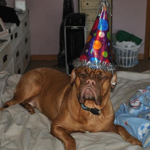 Christ Follower--Love Blues and Country Music--Breed and show English Bulldogs--Breed and show--Texas Longhorns---Love ALL Animals---Married to Angela!!!