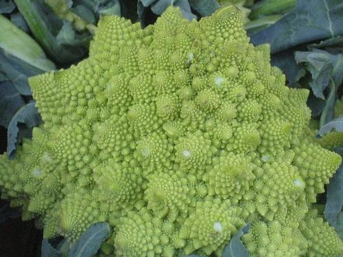 thejesslee's profile picture. endlessly curious; enthusiastically neurotic.