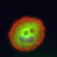 Nawabi-Belin lab (@n_blab) 's Twitter Profile Photo Nawabi-Belin lab (@n_blab) 's Twitter Profile Photo