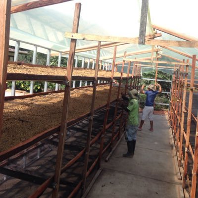 cafeespecialnar's profile picture. ESPECIALISTAS EN POSICIONAR CAFES DIFERENCIADOS 85+ SCAA ORIGEN NARIÑO COLOMBIA