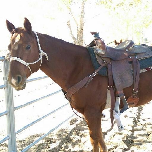 I am a Coffee Drinking, Deer Huntin', Steer Chasin' Team Roping Titan!