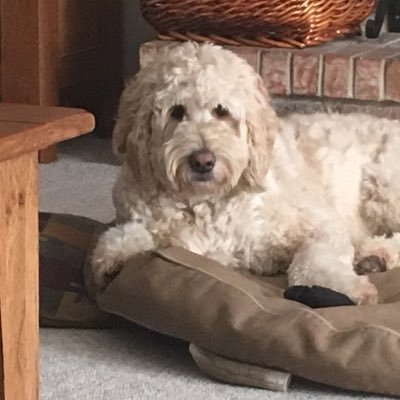 I am an F1 Goldendoodle from Cincinnati, Ohio. I love people, tummy rubs and eating grass.