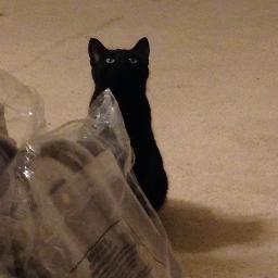 Kiki is my cat and we have hangbags to sell. Any questions: kikisbags at yahoo dot com