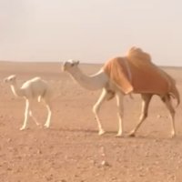 ابوتركي ( البقمي ) (@jjjmmm2013) 's Twitter Profile