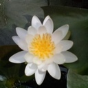 moonxnarcissus's profile picture. 