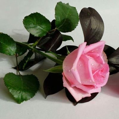 sameer00azd's profile picture. 